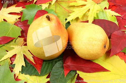 Image of Pears