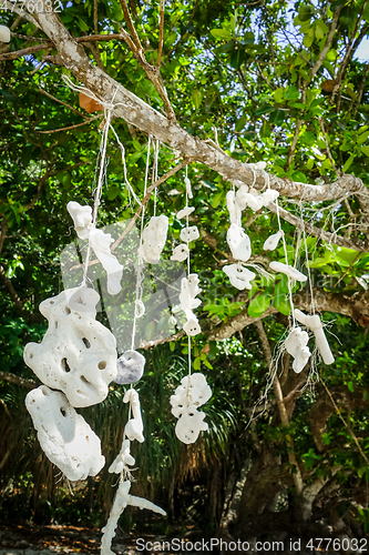 Image of Hanging coral, Perhentian Islands, Terengganu, Malaysia