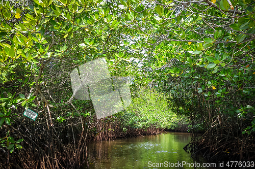 Image of Mangrove in Nusa Lembongan island, Bali, Indonesia