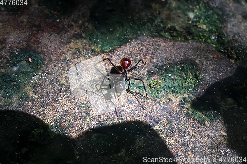 Image of Big ant, Taman Negara national park, Malaysia