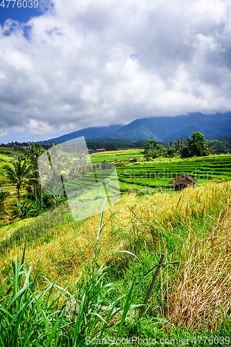 Image of Jatiluwih paddy field rice terraces, Bali, Indonesia