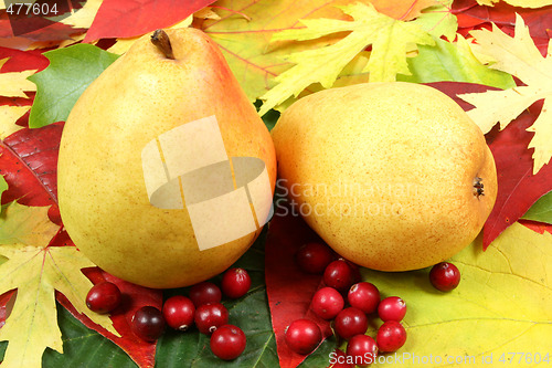 Image of Autumn fruits