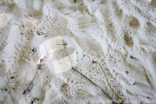 Image of Turtle baby footprints on a tropical beach