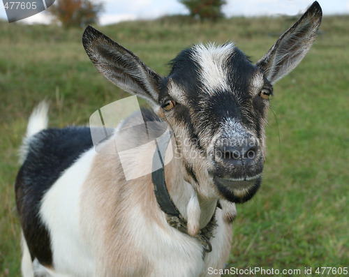 Image of Goat looking