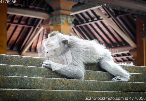Image of Monkey sleeping on a temple roof in the Monkey Forest, Ubud, Bal