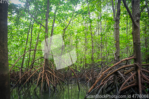 Image of Mangrove in Phang Nga Bay, Thailand