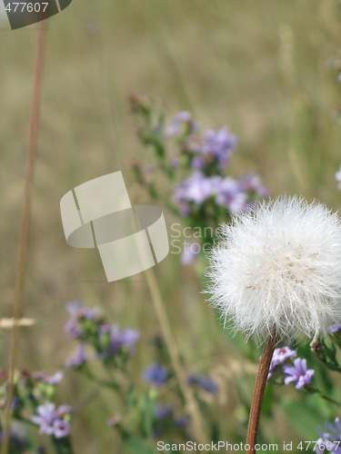 Image of wild flowers in a field