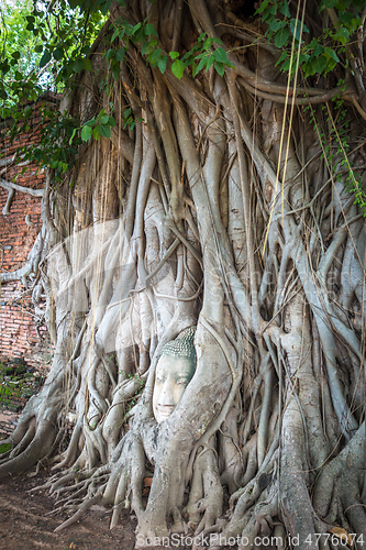 Image of Buddha Head in Tree Roots, Wat Mahathat, Ayutthaya, Thailand