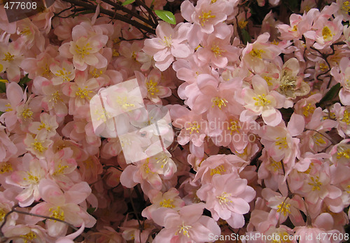 Image of pink and yellow flower close up