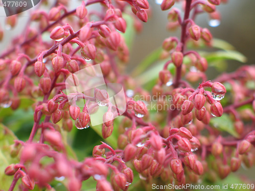 Image of pink flowers with rain drops