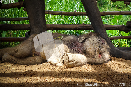 Image of Baby elephant in protected park, Chiang Mai, Thailand