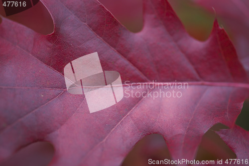 Image of fall