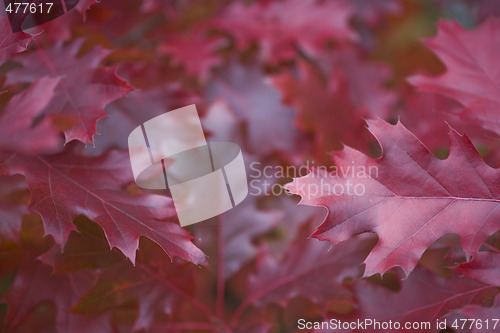 Image of fall