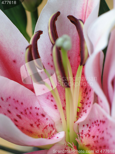 Image of pink flower extreme close up