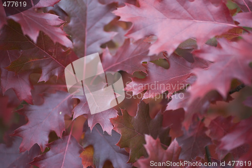 Image of fall
