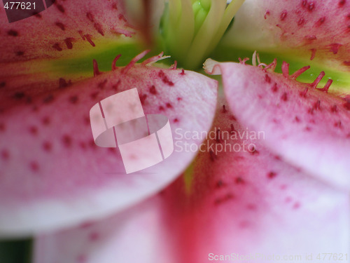 Image of pink flower extreme close up