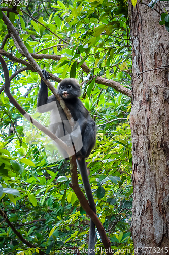 Image of Lutung monkey, Perhentian Islands, Terengganu, Malaysia