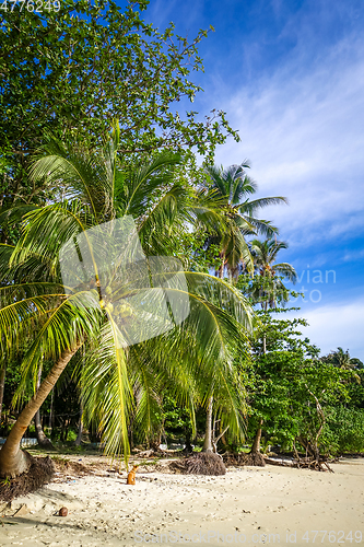 Image of Tropical beach in Koh Lipe, Thailand