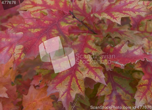 Image of fall