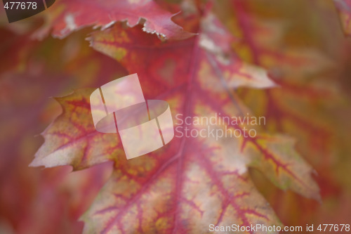 Image of fall
