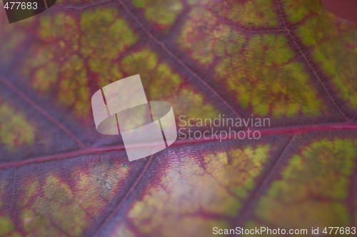 Image of fall