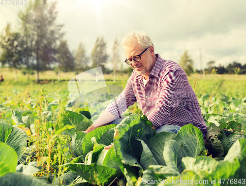 Image of senior man growing white cabbage at farm