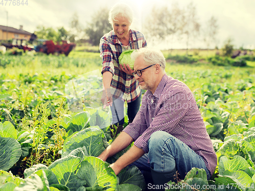 Image of senior couple picking cabbage on farm