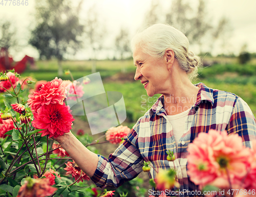Image of senior woman with flowers at summer garden