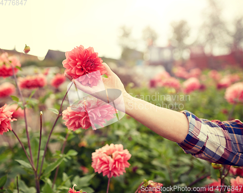 Image of hand of senior woman with flowers at summer garden