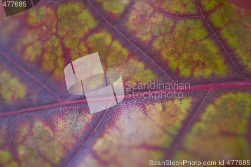Image of fall