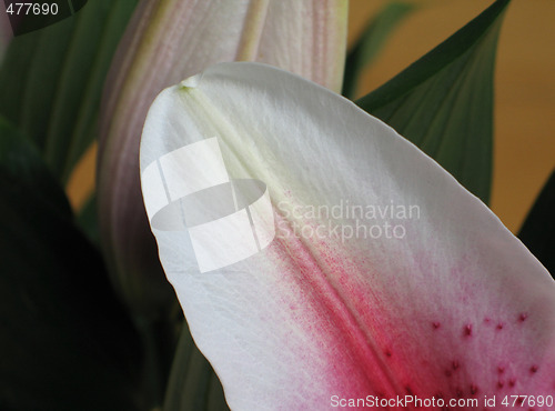 Image of pink flower petal close up