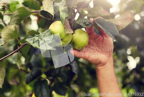 Image of hand with apples growing at summer garden