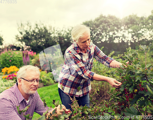 Image of senior couple harvesting currant at summer garden