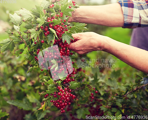 Image of senior woman with red currant at summer garden