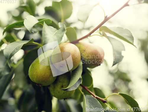 Image of close up of pear tree branch