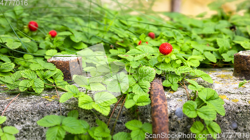 Image of wild strawberries in the garden