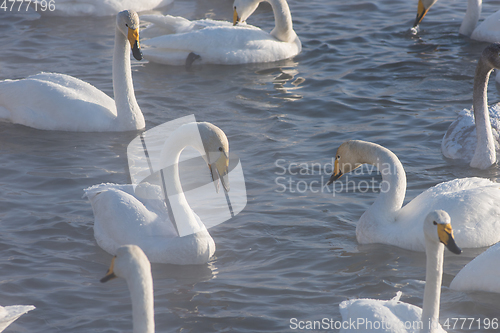 Image of Beautiful white whooping swans