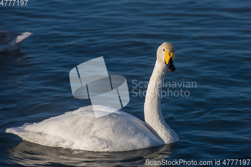 Image of Beautiful white whooping swans