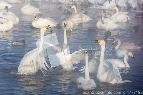 Image of Beautiful white whooping swans