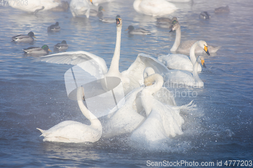 Image of Beautiful white whooping swans