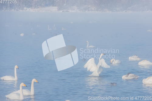 Image of Beautiful white whooping swans