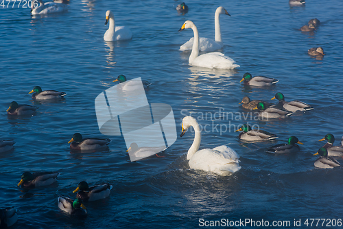 Image of Beautiful white whooping swans