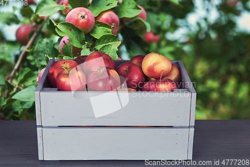 Image of Red apples in wooden box on table