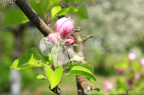 Image of pink bud of apple tree