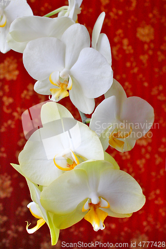 Image of pink orchids on the background of luxurious wallpaper