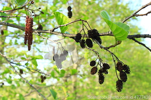 Image of alder with catkins and cones in the spring