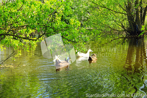 Image of Flight of ducks swim on the river