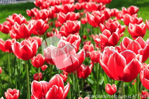 Image of red tulips on the flower-bed