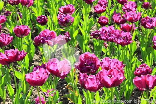 Image of lilac tulips on the flower-bed