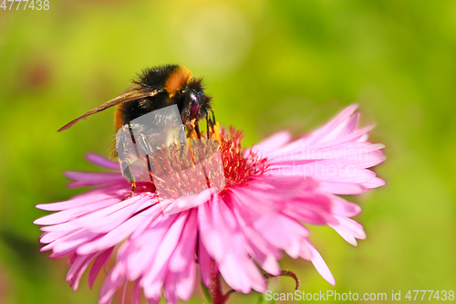 Image of bumblebee sits on the aster